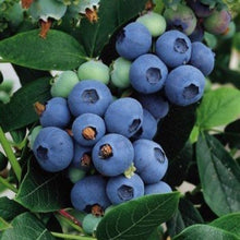 Load image into Gallery viewer, Chippewa Blueberry
