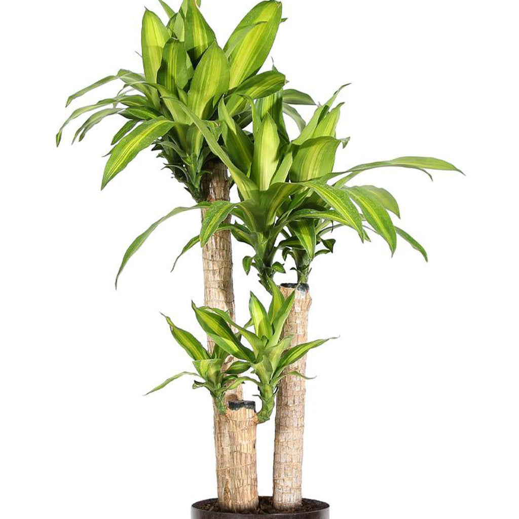 Dracaena Mass Cane