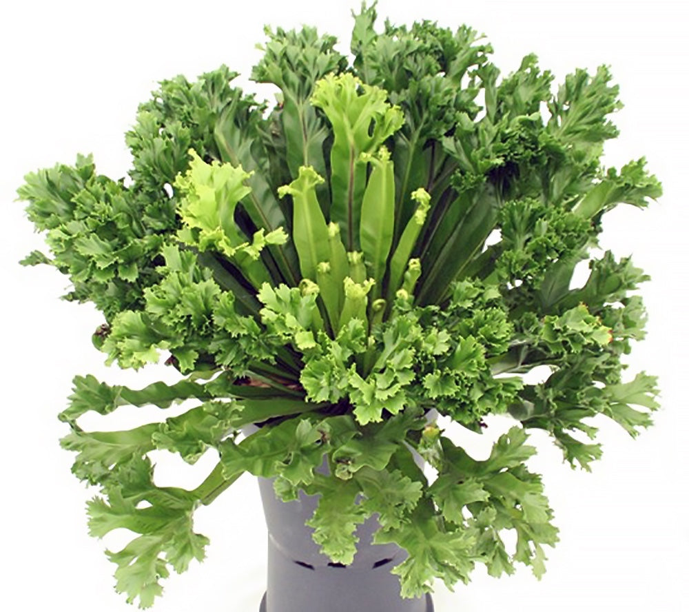 japanese birds nest fern Birdsnest Fern Japanese Crested