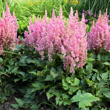 Load image into Gallery viewer, Astilbe chinensis &#39;Vision In Pink&#39;
