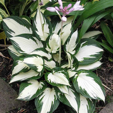 Load image into Gallery viewer, Hosta &#39;Fire and Ice&#39;
