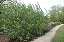 Load image into Gallery viewer, French Pussy Willow
