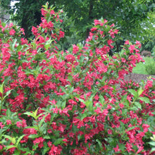 Load image into Gallery viewer, Weigela Red Prince
