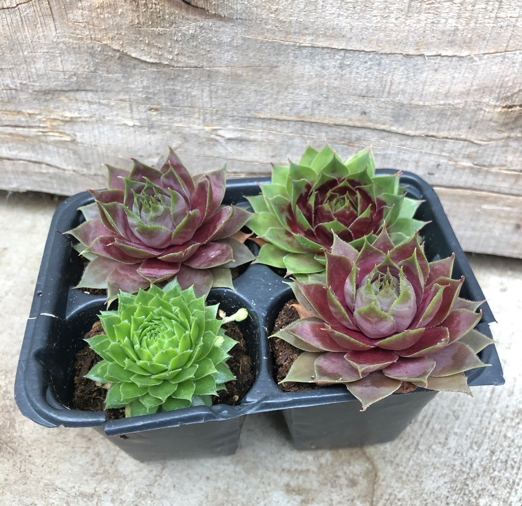 4-Pack Variety Succulents