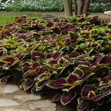 Load image into Gallery viewer, Coleus Kong® Scarlet
