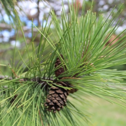 Red Pine