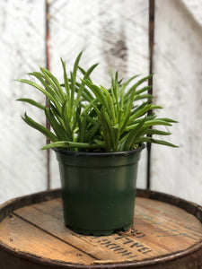 happy bean succulent care Happy Bean Peperomia – Loweys Produce