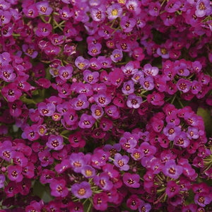 Alyssum Purple