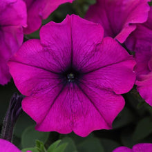 Load image into Gallery viewer, Petunia Easy Wave® Violet
