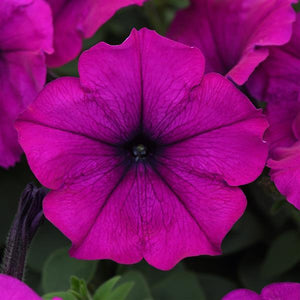 Petunia Easy Wave® Violet