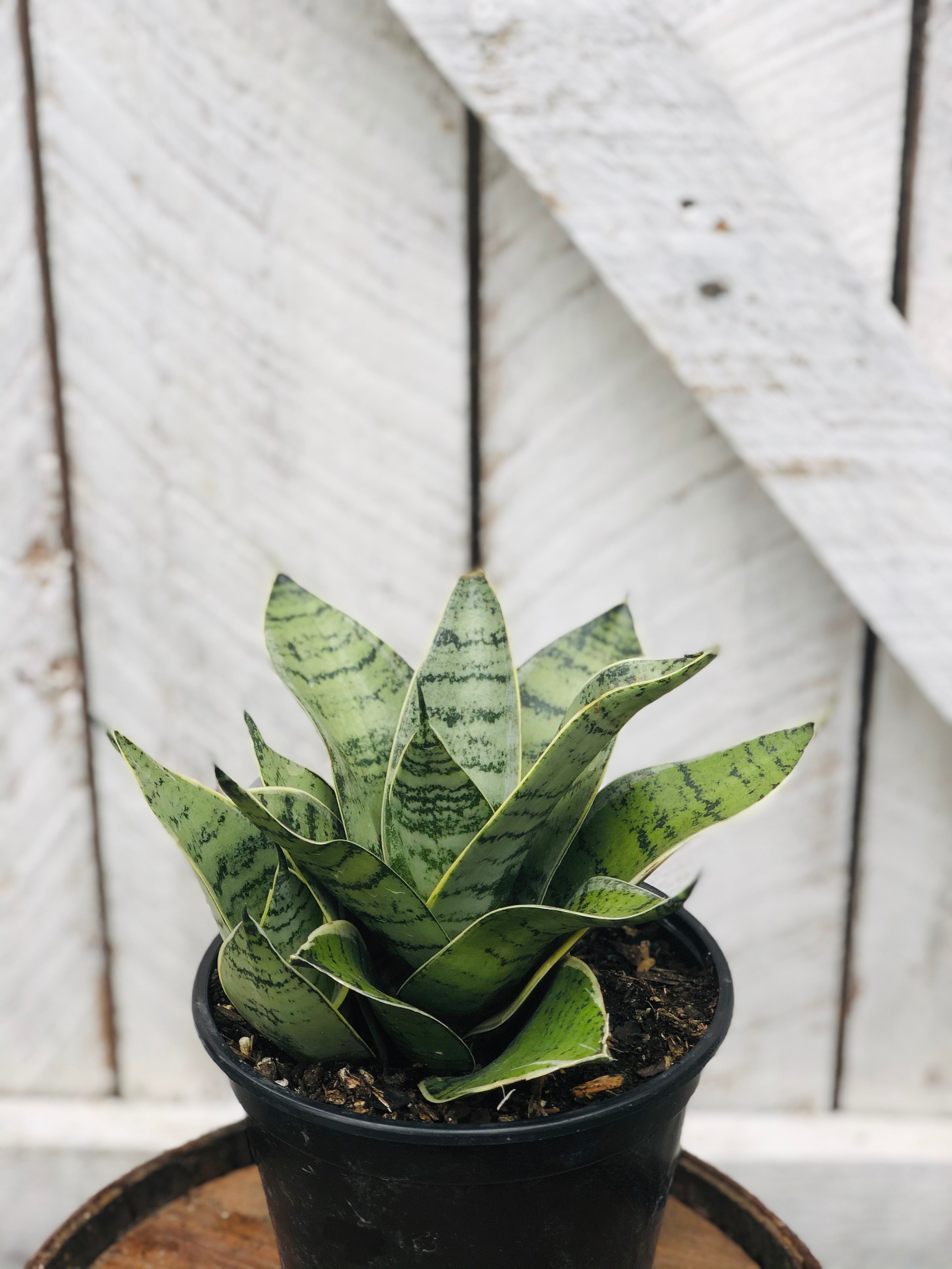 Sansevieria Futura Robusta – Loweys Produce