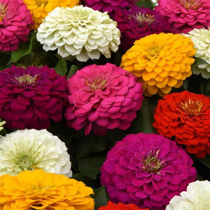 Zinnia - Zesty Mix