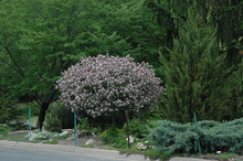 Load image into Gallery viewer, Dwarf Korean Lilac (tree form)
