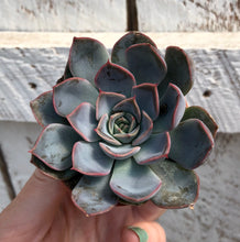 Load image into Gallery viewer, Echeveria Summer
