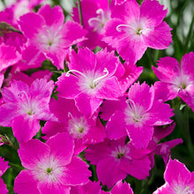 Load image into Gallery viewer, Dianthus &#39;Kahori Pink&#39;
