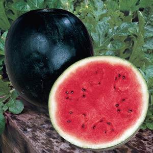 Sugar Baby Watermelon – Loweys Produce