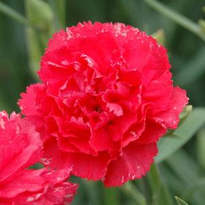 Carnation Can Can Rose