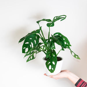 Monstera adansonii