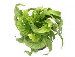Birdsnest Fern Twisted  Loweys Produce