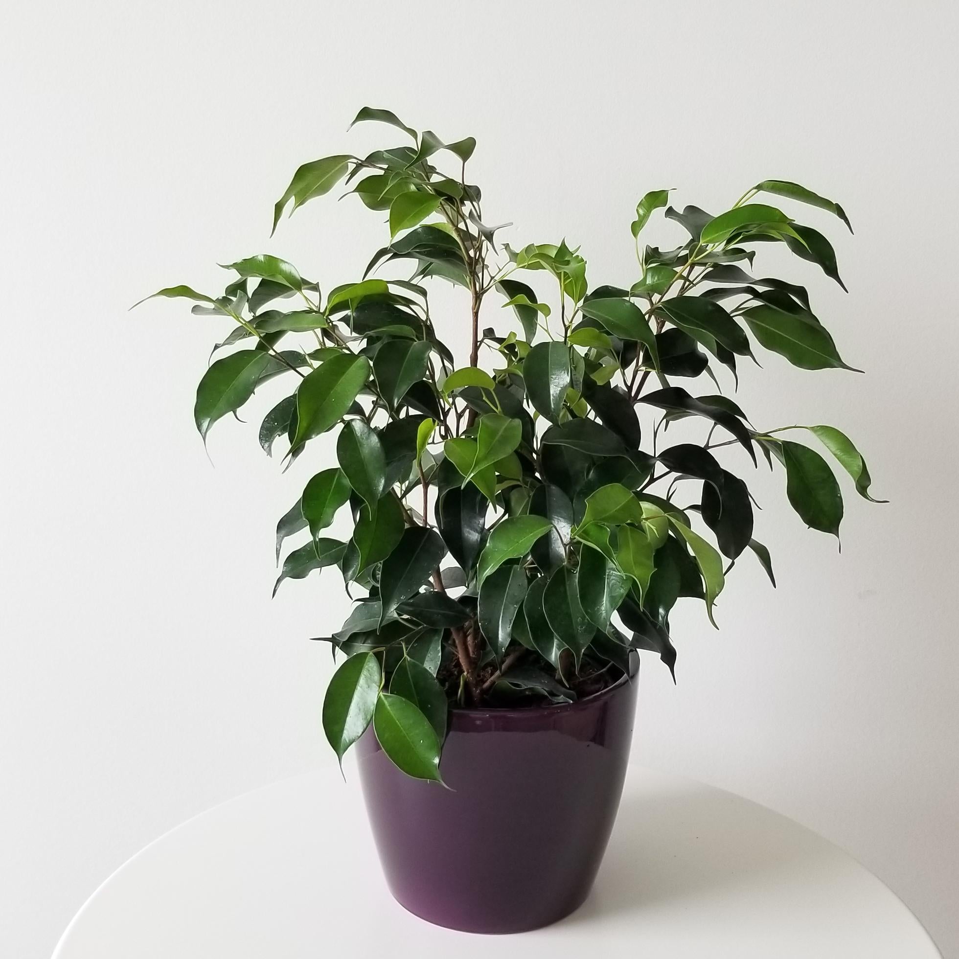 Ficus Benji Green