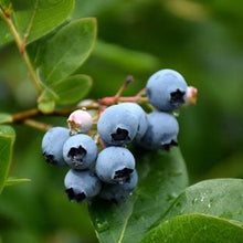 Load image into Gallery viewer, Northcountry Blueberry

