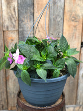 Load image into Gallery viewer, New Guinea Impatiens Basket
