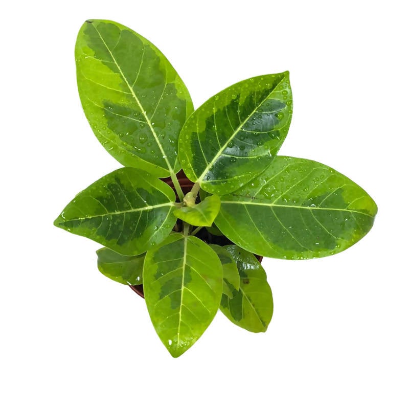 Ficus elastica ‘Lemon Lime’
