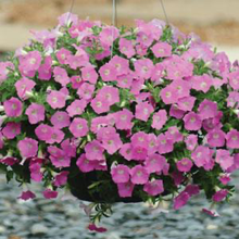 Load image into Gallery viewer, Petunia Shock Wave® Pink Shade

