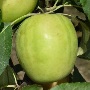 Norkent Apple