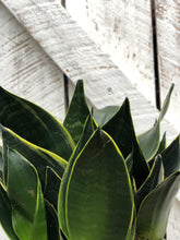 Load image into Gallery viewer, Sansevieria Superba
