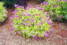 Load image into Gallery viewer, Spirea Goldmound
