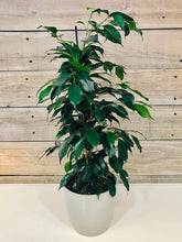 Load image into Gallery viewer, Ficus Benji Green
