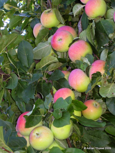 Goodland Apple