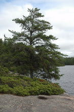 Load image into Gallery viewer, Jack Pine
