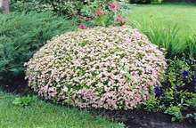 Load image into Gallery viewer, Spirea Little Princess
