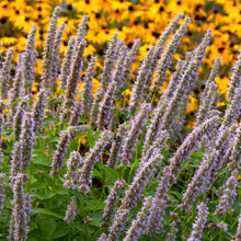 Load image into Gallery viewer, Agastache &#39;Blue Fortune&#39;
