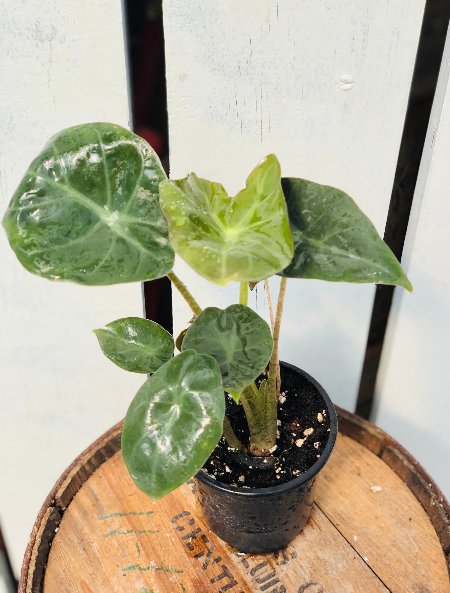 mayan mask elephant ear plant Alocasia 'Mayan Mask' – Loweys Produce