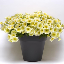 Load image into Gallery viewer, Petunia Easy Wave® Yellow
