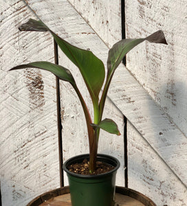 Musa Dwarf Cavendish