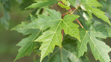 Load image into Gallery viewer, Silver Maple
