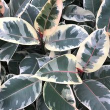 Load image into Gallery viewer, Ficus decora Tineke
