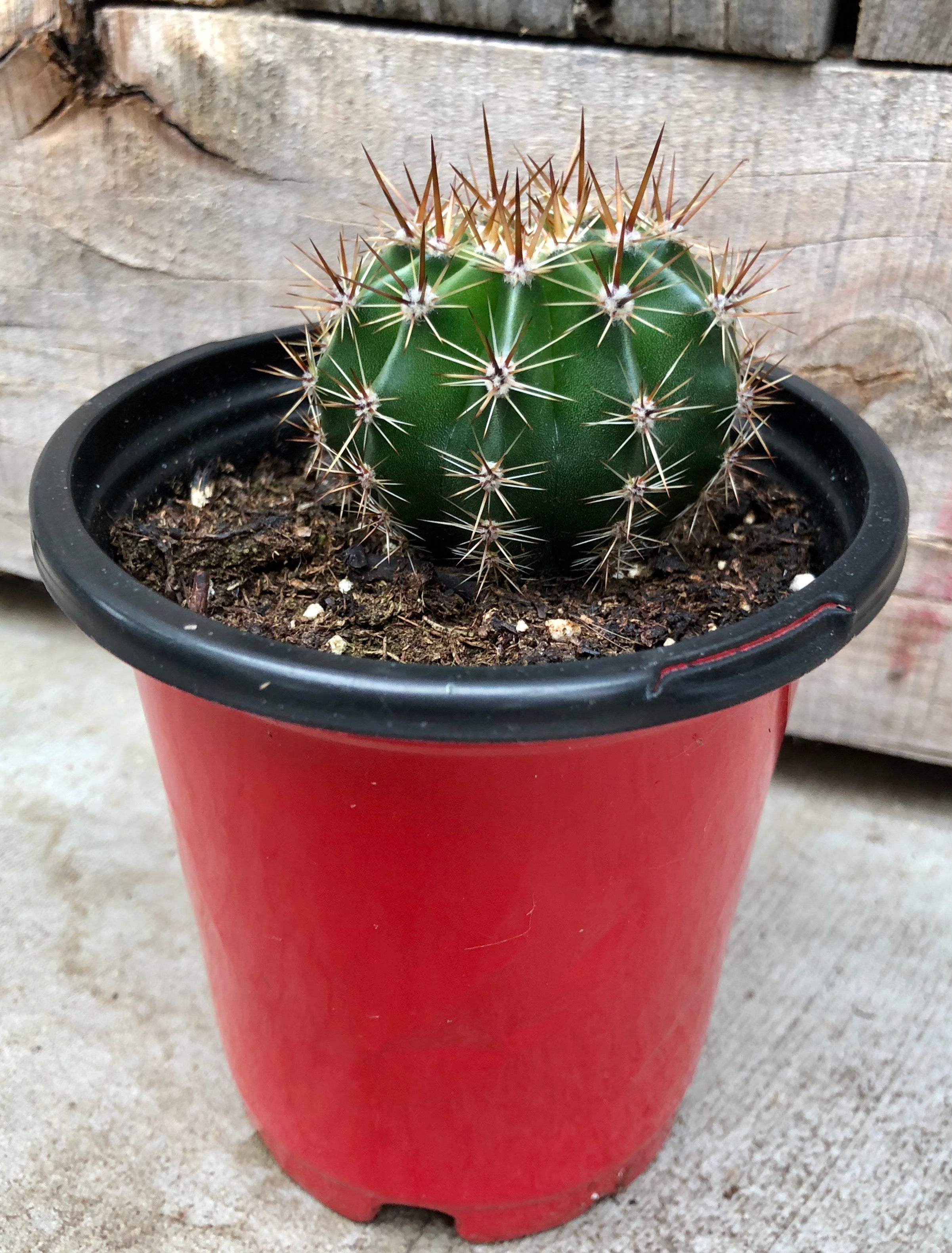 Red Tom Thumb Cactus – Loweys Produce