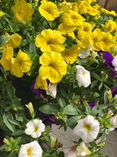 Load image into Gallery viewer, Calibrachoa Bright Mix
