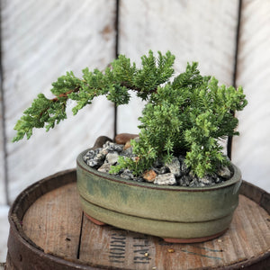 Bonsai Tree