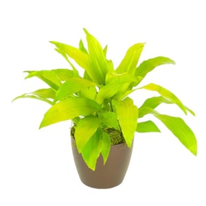 Dracaena Limelight