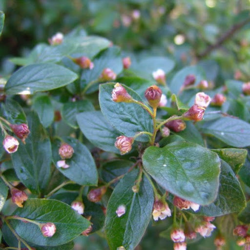 Cotoneaster Acutifolia