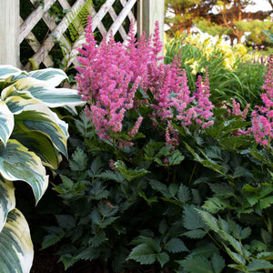 Astilbe chinensis 'Vision In Pink' – Loweys Produce