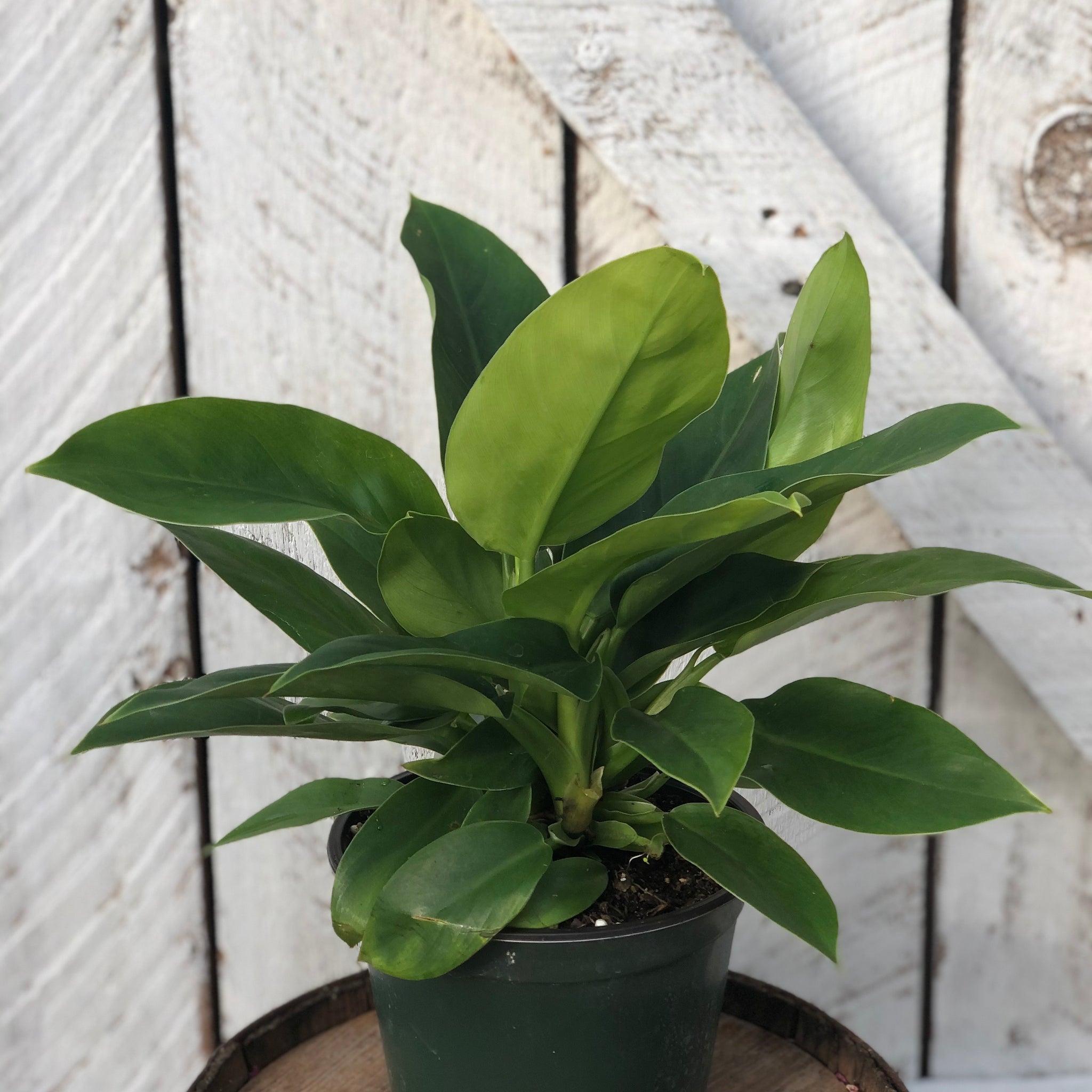 jumbo philodendron imperial green Philodendron Imperial Green – Loweys Produce