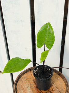 Alocasia 'Black Stem'