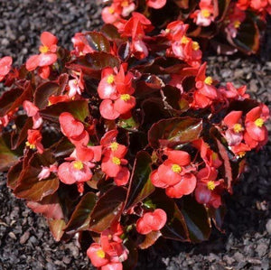 Begonia Cocktail Vodka